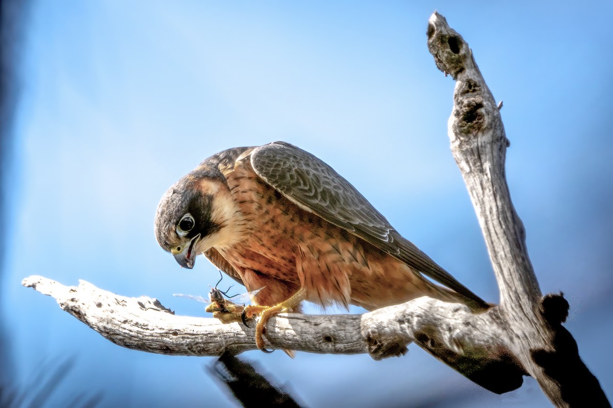 Australian Hobby - ML623313118