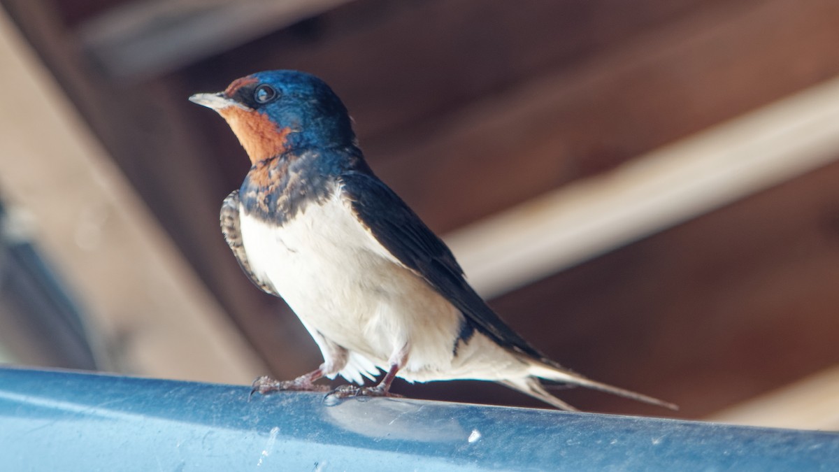 Golondrina Común - ML623313152