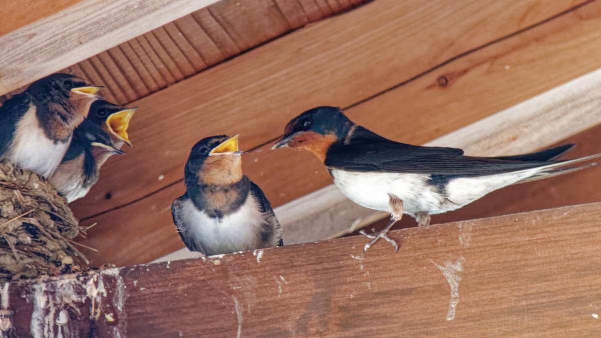 Golondrina Común - ML623313153