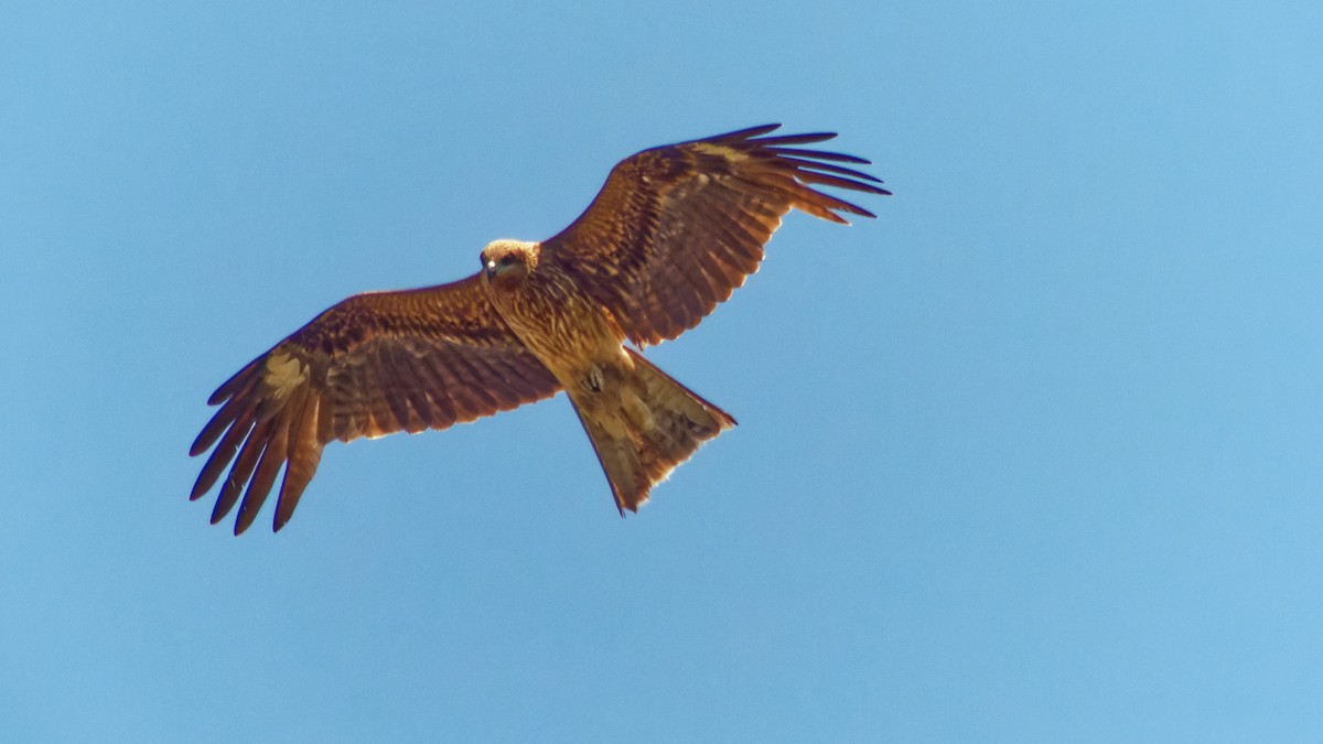 Black Kite - ML623313174