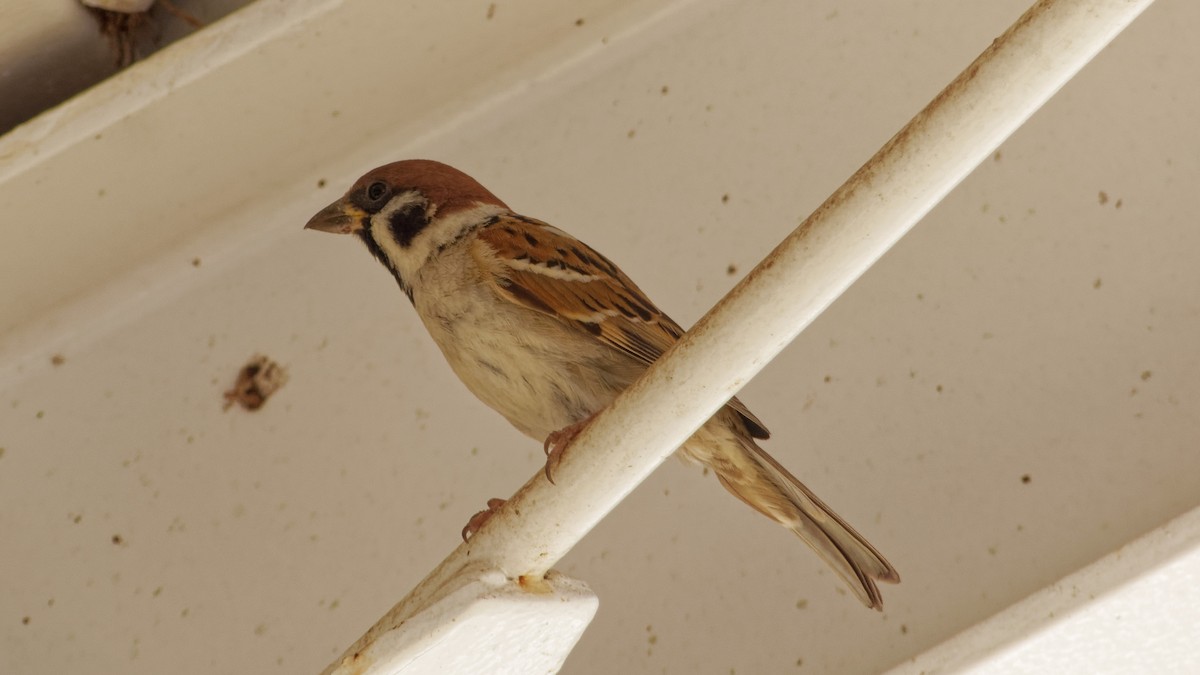 Eurasian Tree Sparrow - ML623313184