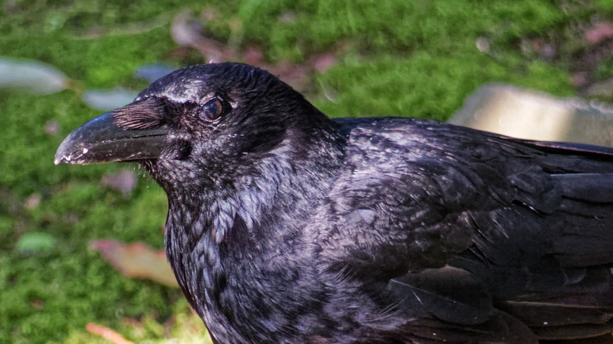 Carrion Crow - ML623313193