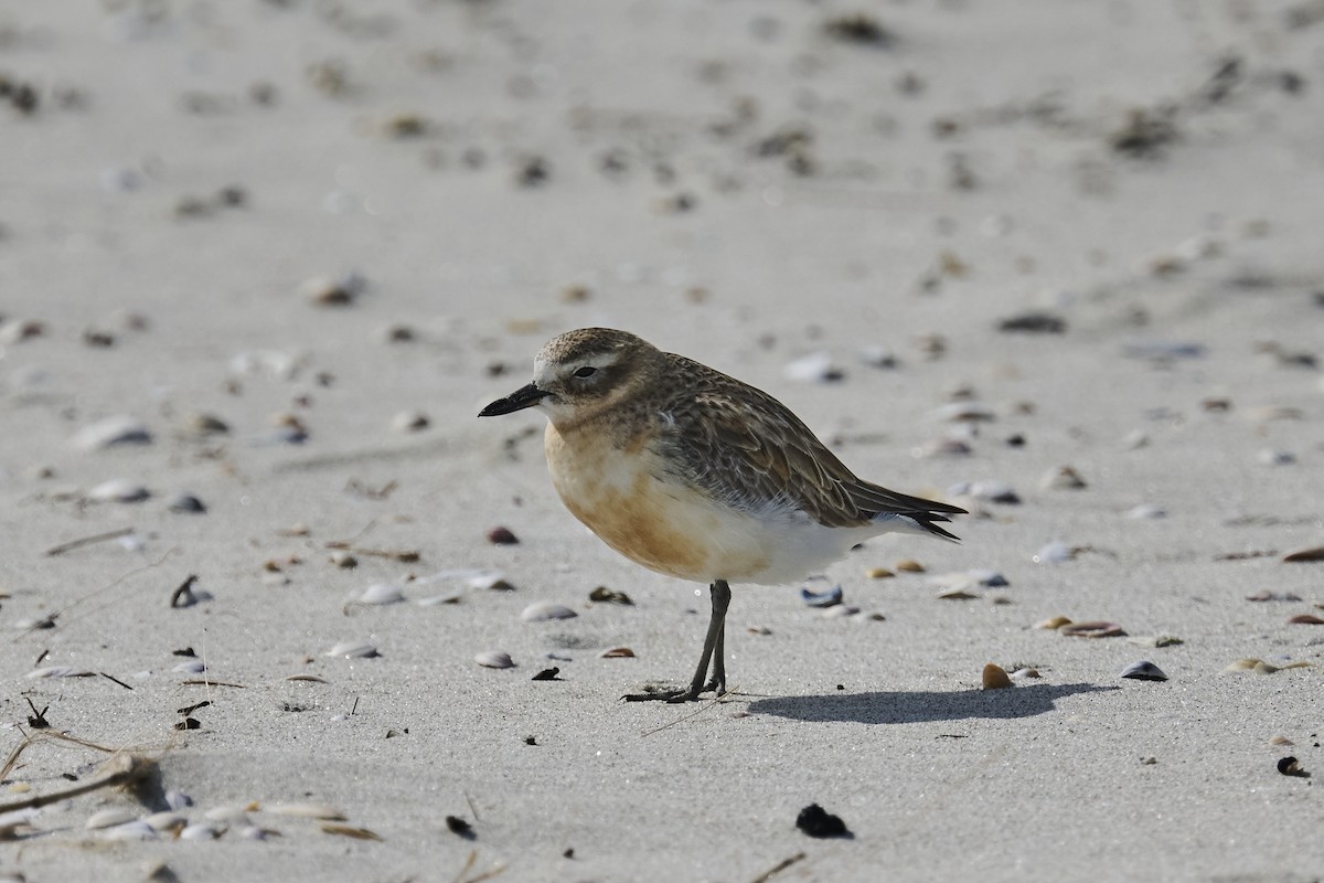 Red-breasted Dotterel - ML623313229