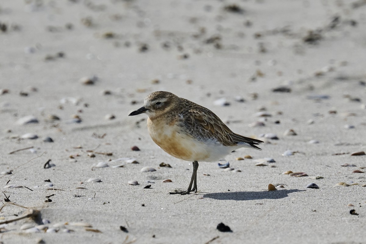 Red-breasted Dotterel - ML623313230