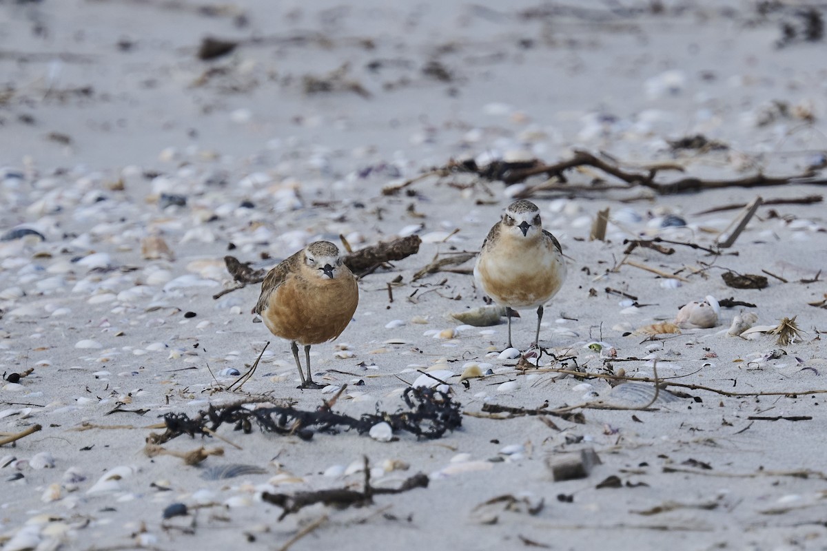 Red-breasted Dotterel - ML623313231