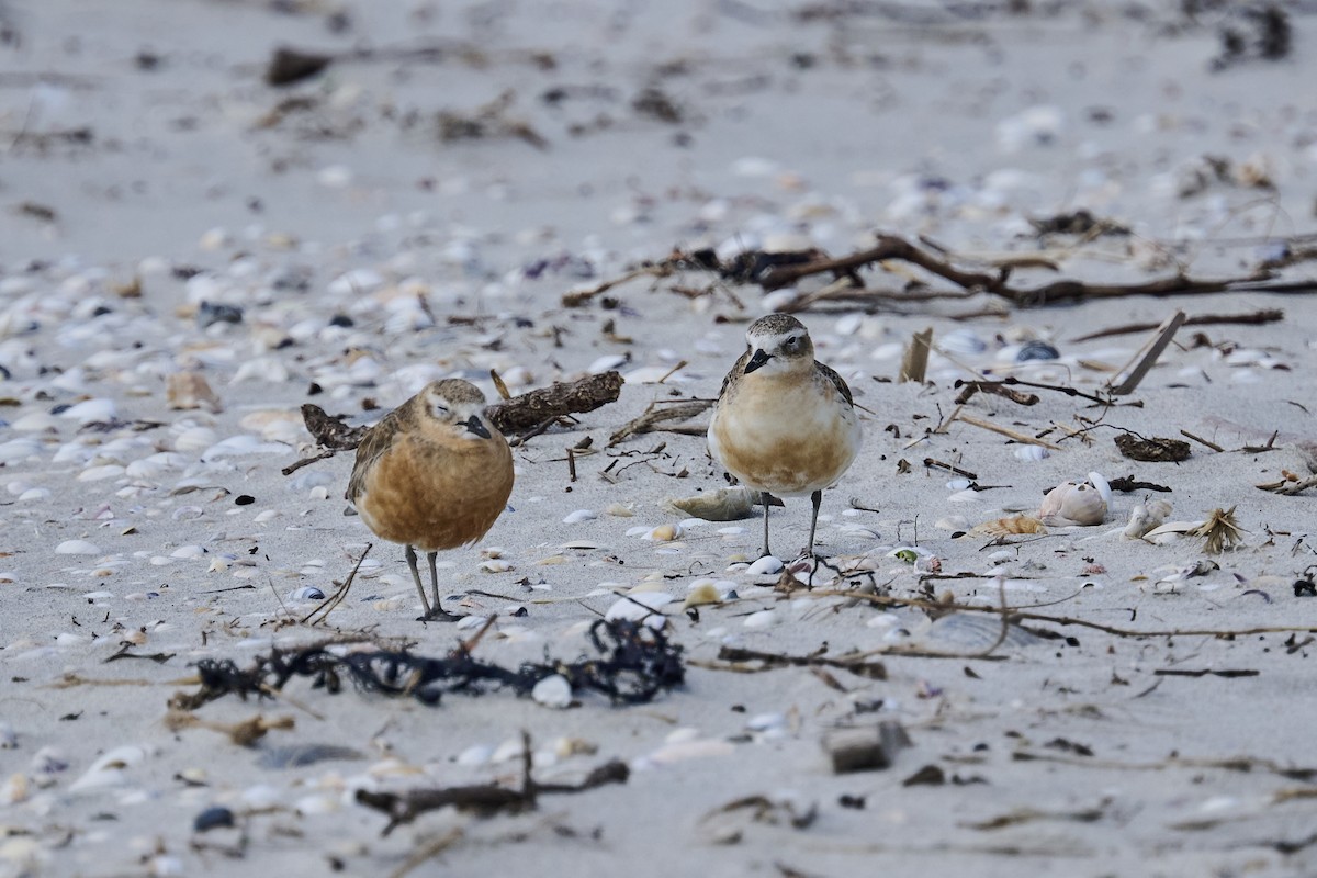 Red-breasted Dotterel - ML623313232