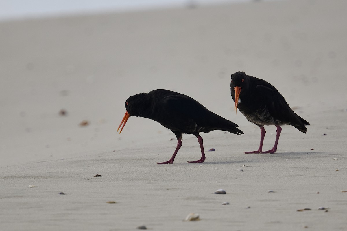 Variable Oystercatcher - ML623313246