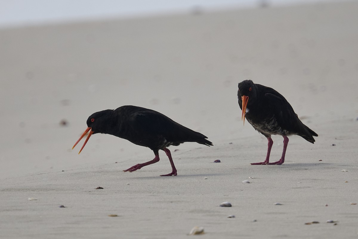 Variable Oystercatcher - ML623313247