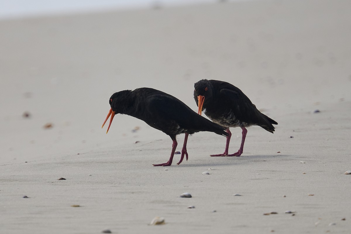 Variable Oystercatcher - ML623313248