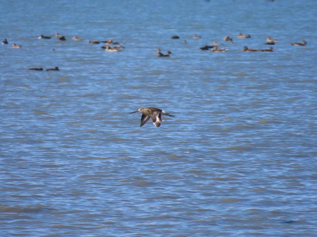 Hudsonian Godwit - ML623313278