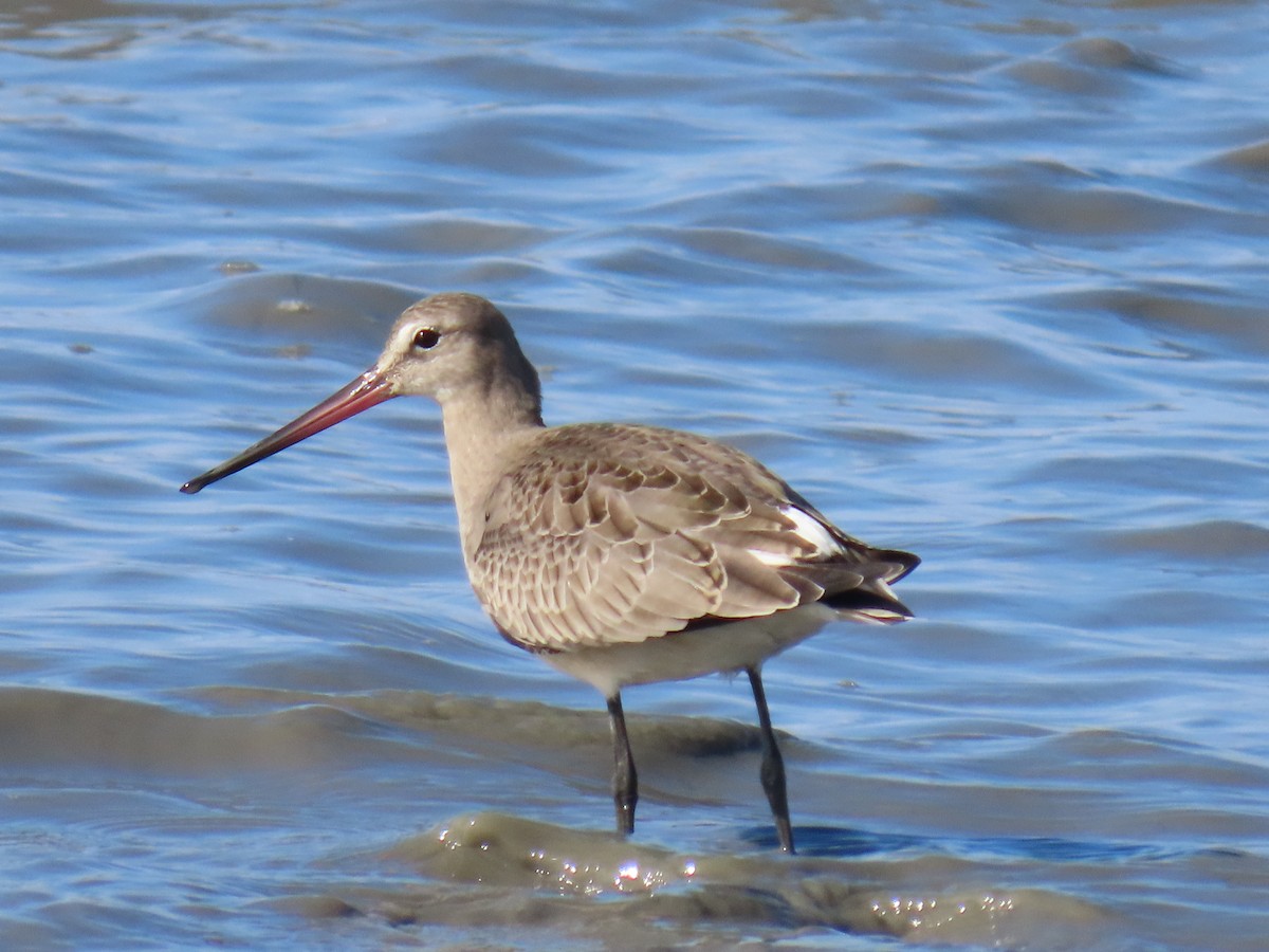 Hudsonian Godwit - ML623313281