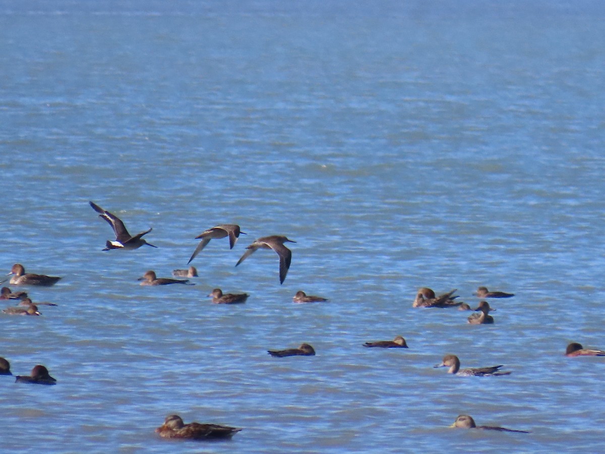 Hudsonian Godwit - ML623313282