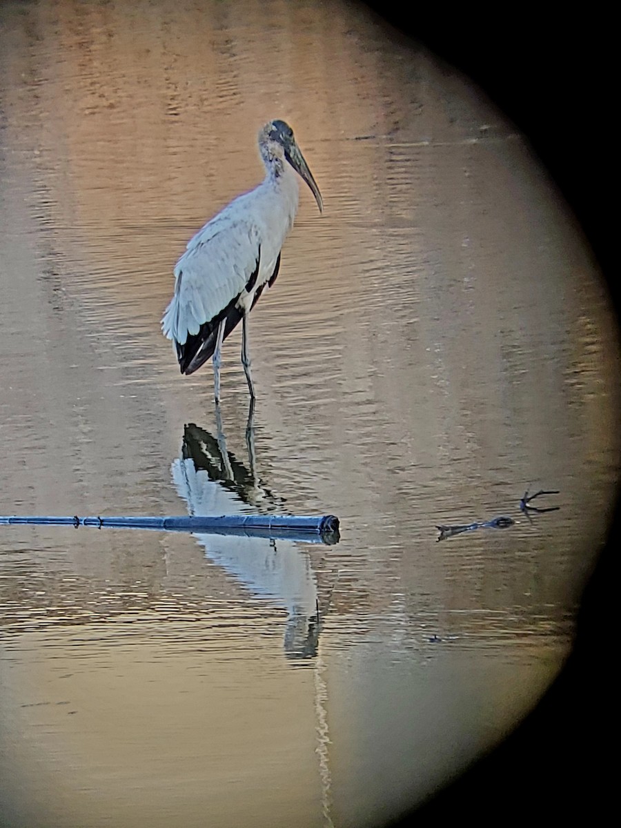 Wood Stork - ML623313286