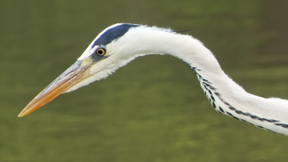 Gray Heron - ML623313289