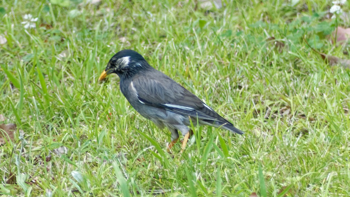 White-cheeked Starling - ML623313290