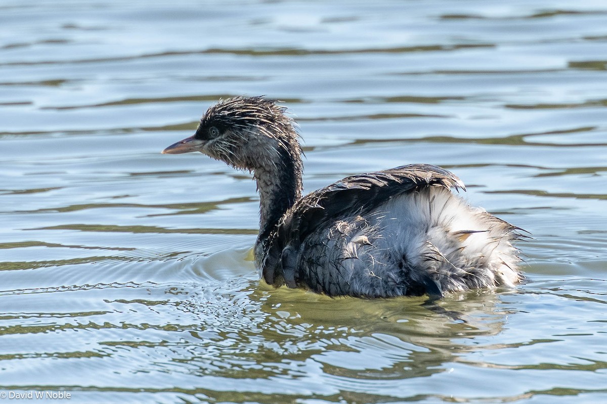 Australasian/Hoary-headed Grebe - ML623313333