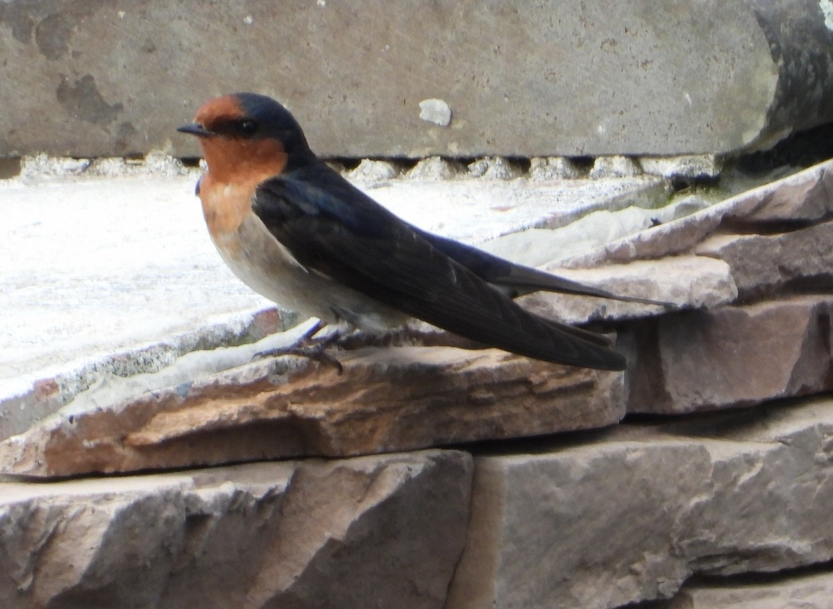 Hirondelle messagère - ML623313358