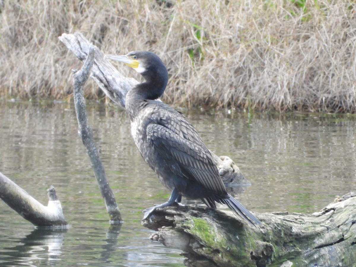 Grand Cormoran - ML623313368