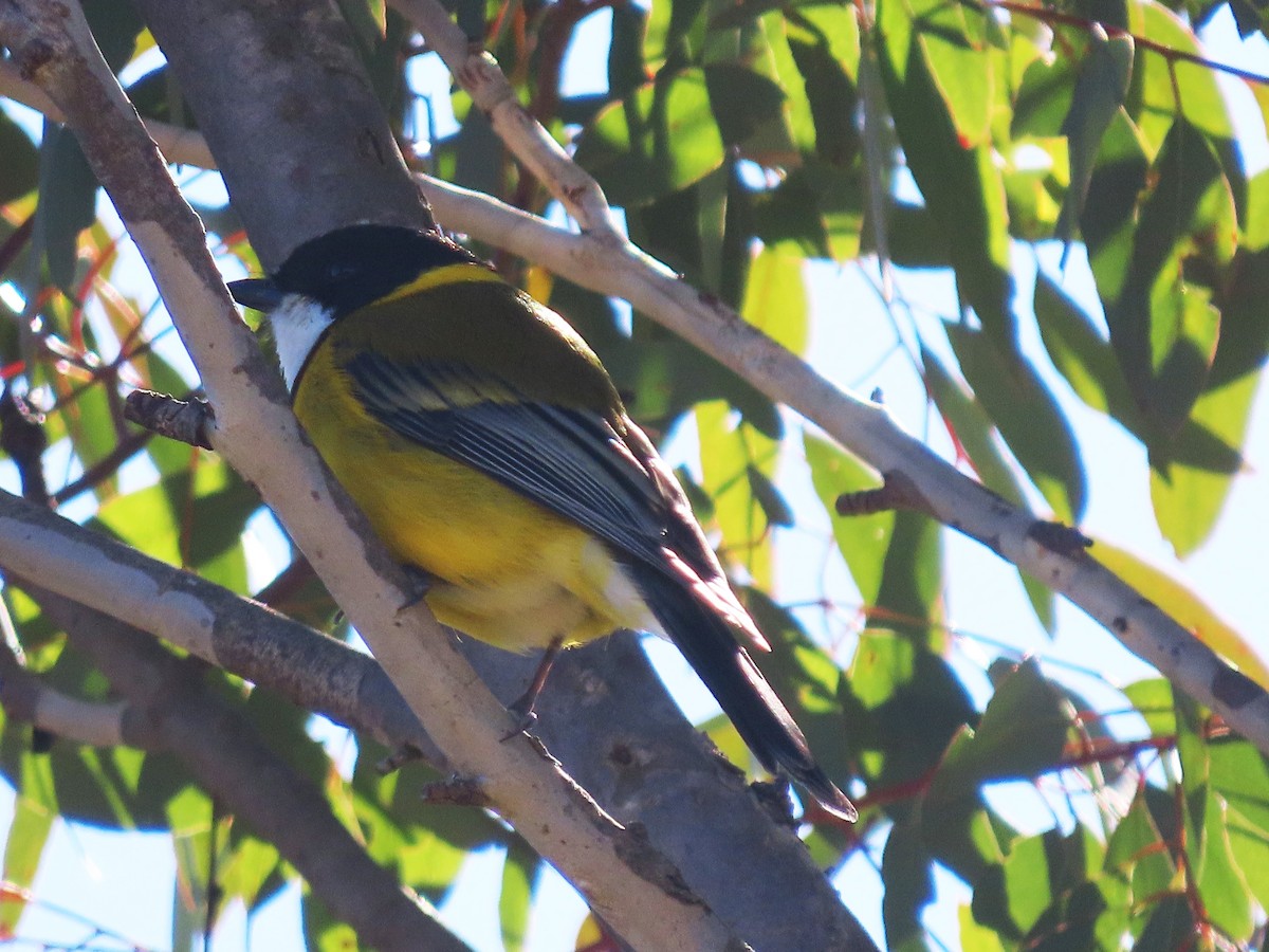 Golden Whistler - ML623313378