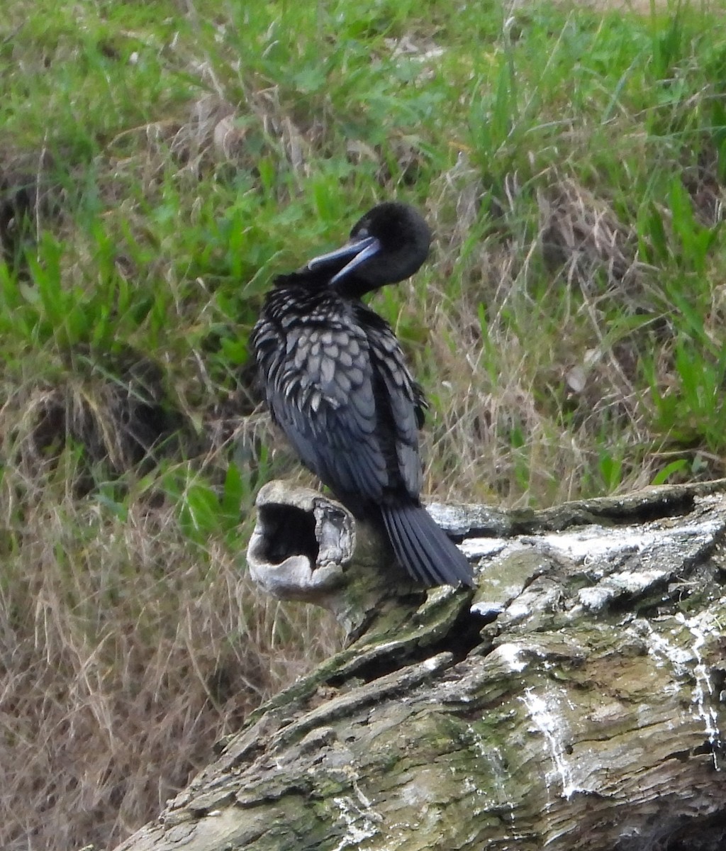 Cormoran noir - ML623313379