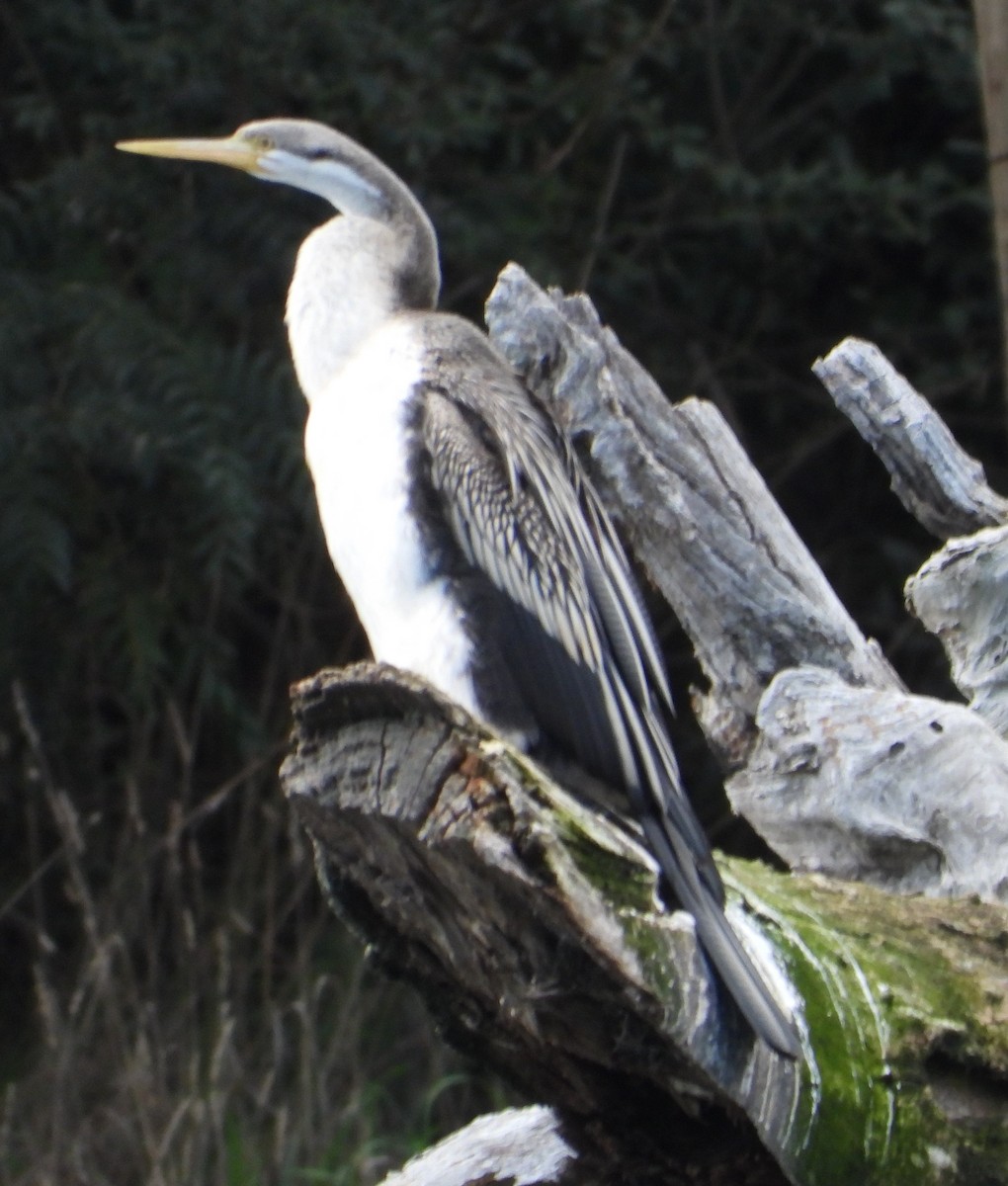 Anhinga d'Australie - ML623313386