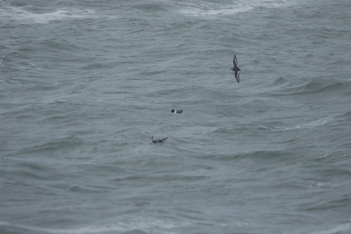 Sabine's Gull - ML623313390