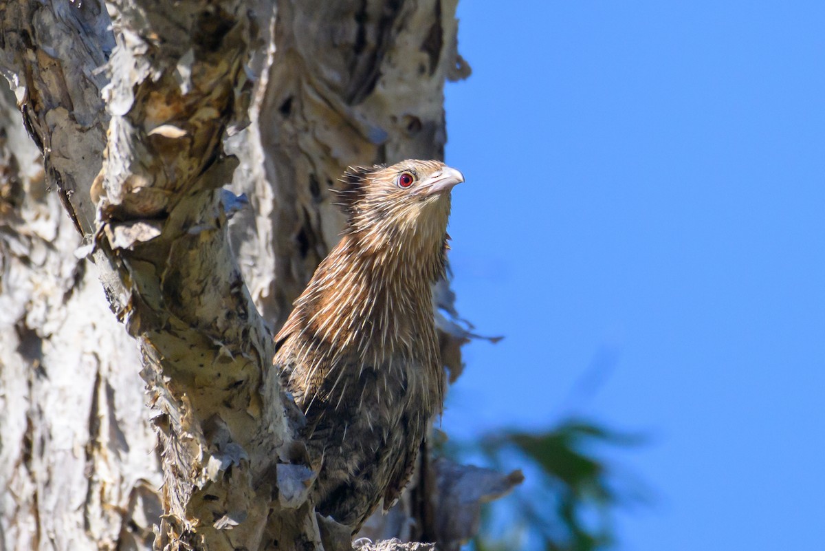 Pheasant Coucal - ML623313418