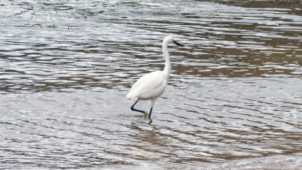 Great Egret - ML623313446