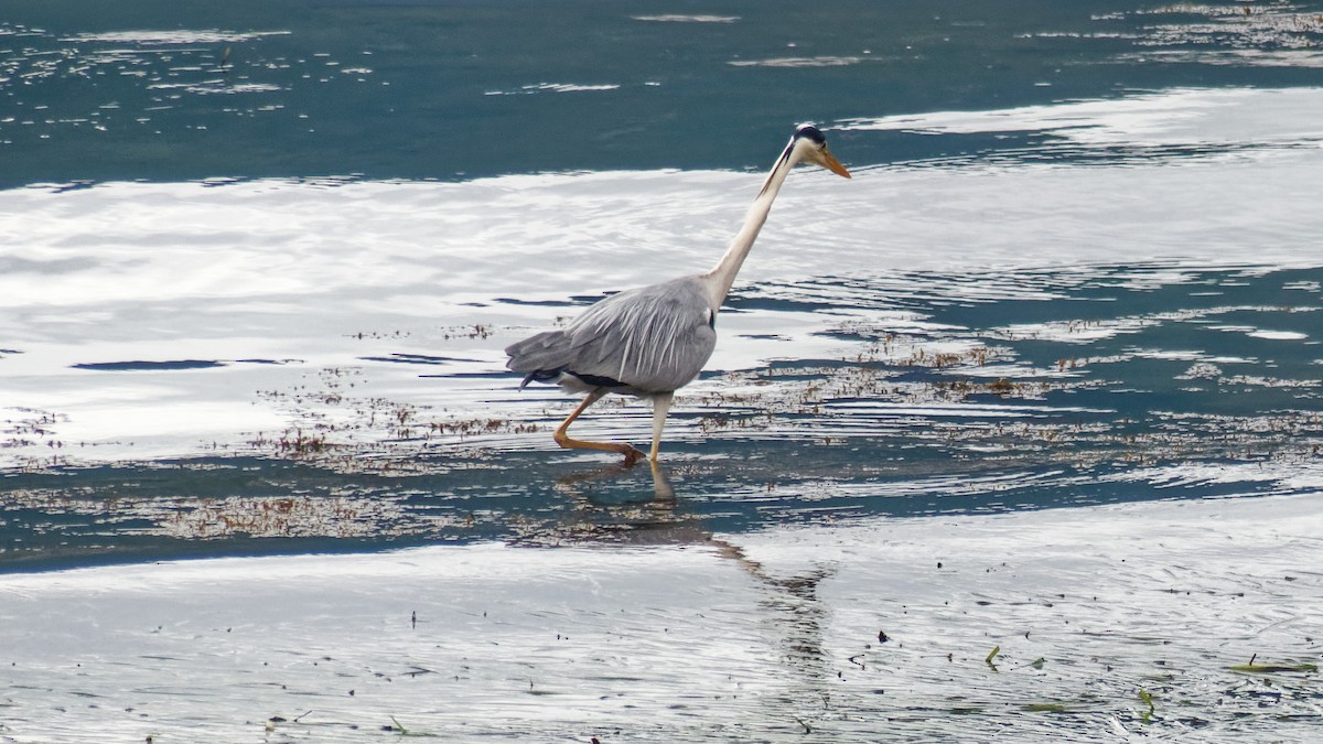 Gray Heron - ML623313452