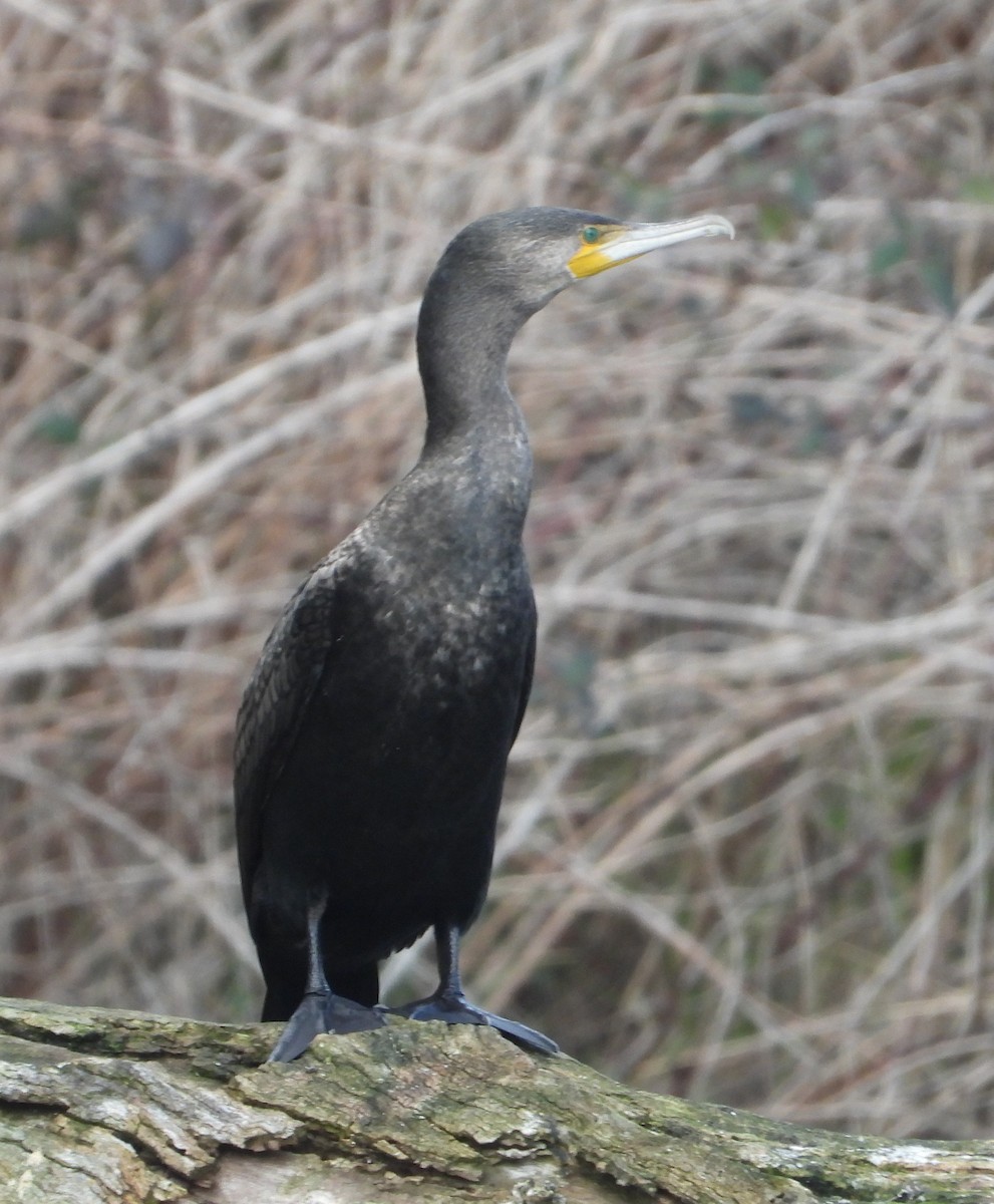 Grand Cormoran - ML623313471