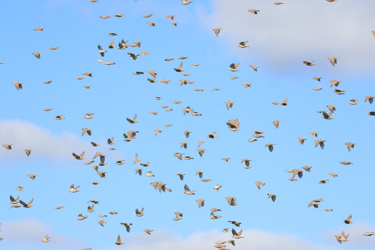 Rock Sparrow - ML623313487