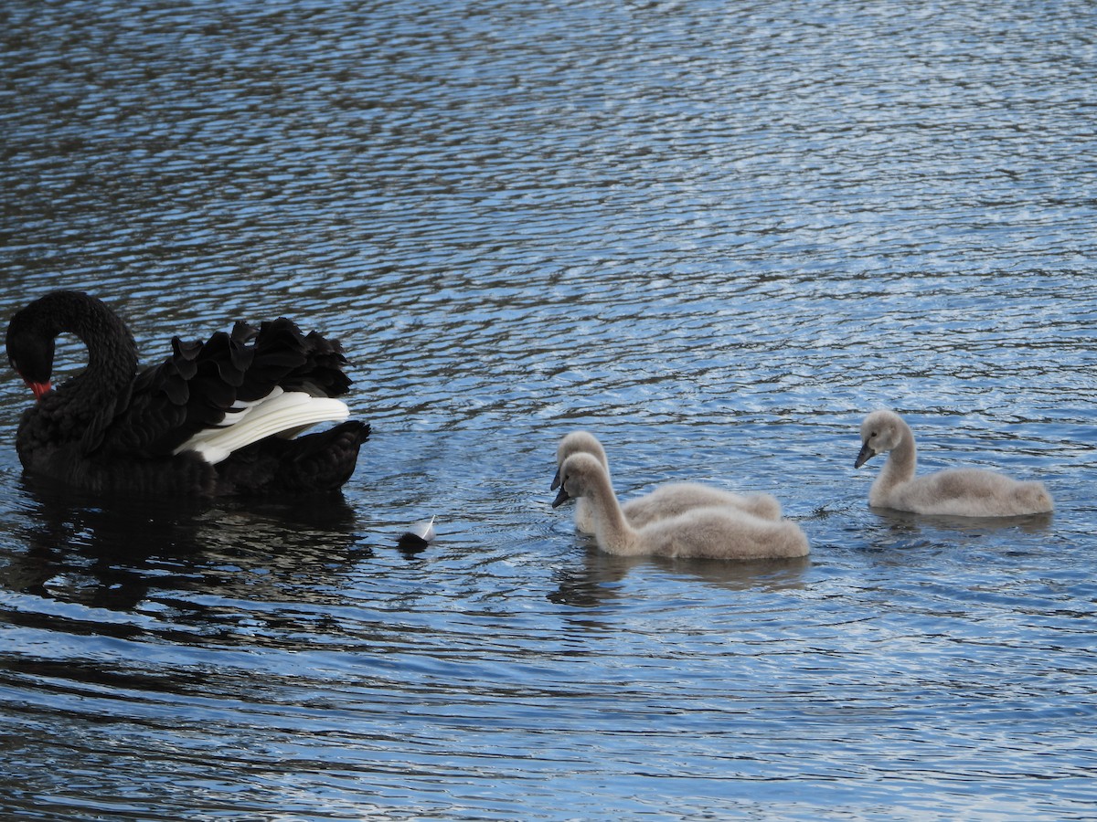Cygne noir - ML623313491