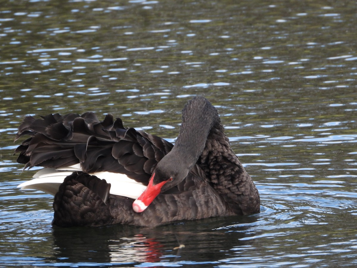 Cygne noir - ML623313492