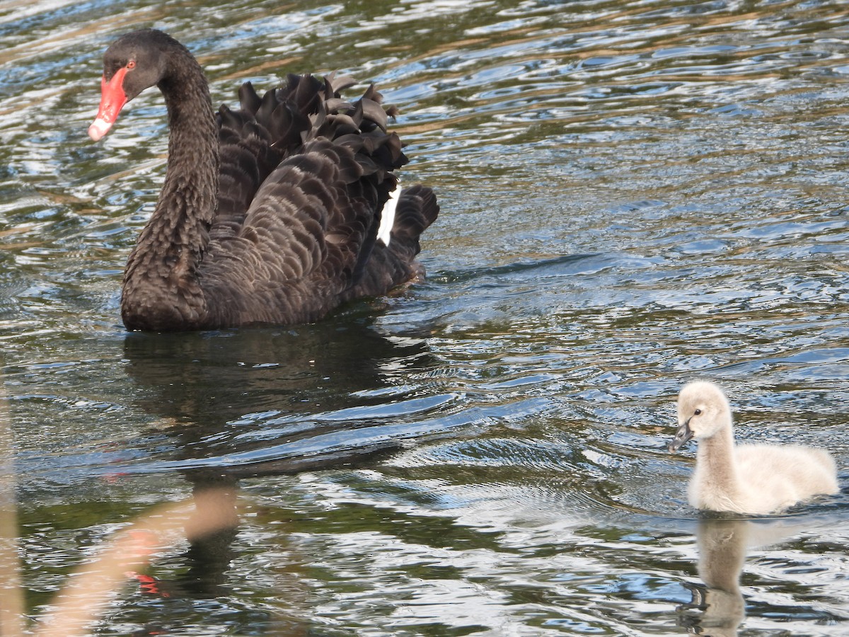 Cygne noir - ML623313493