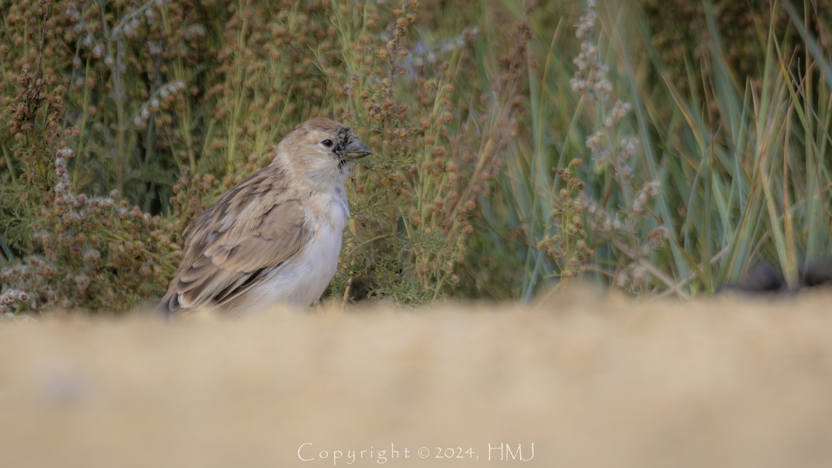 Pere David's Snowfinch - ML623313497