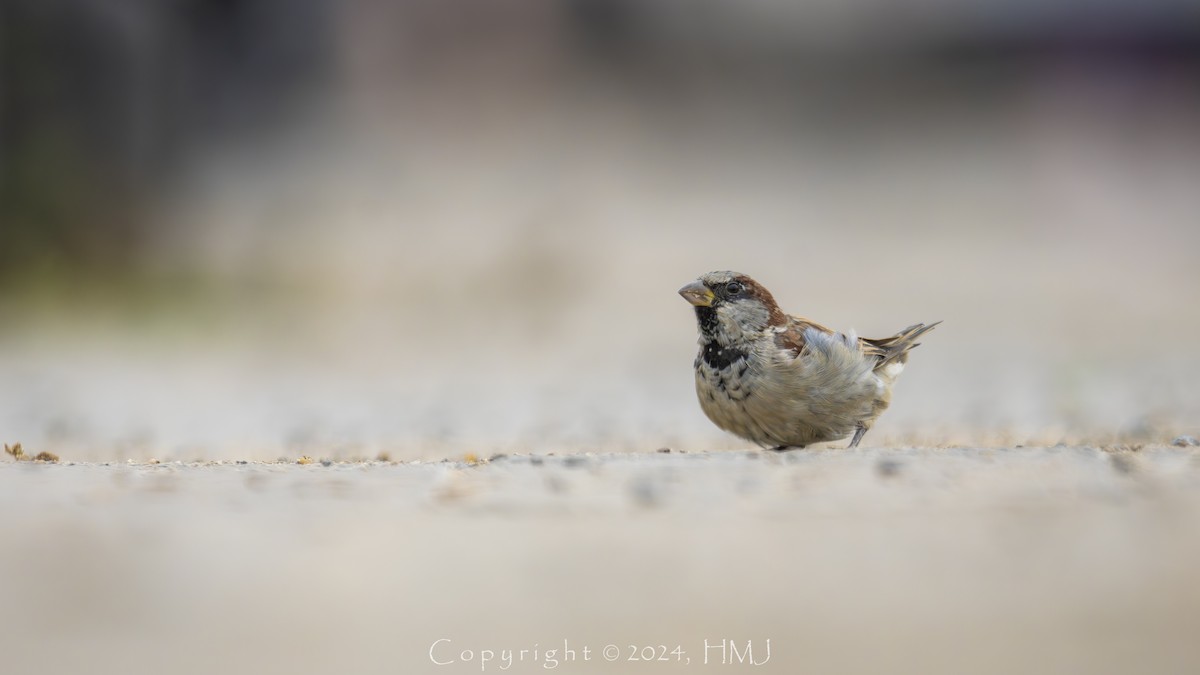 House Sparrow - ML623313505