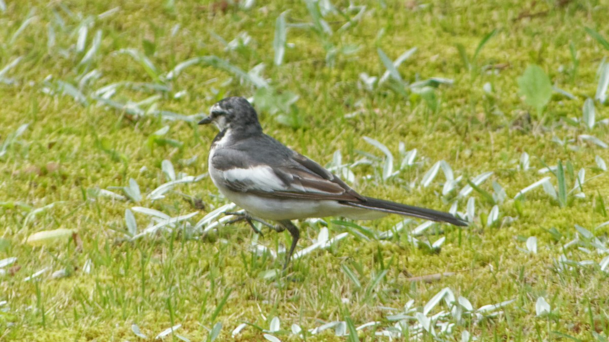 White Wagtail - ML623313558