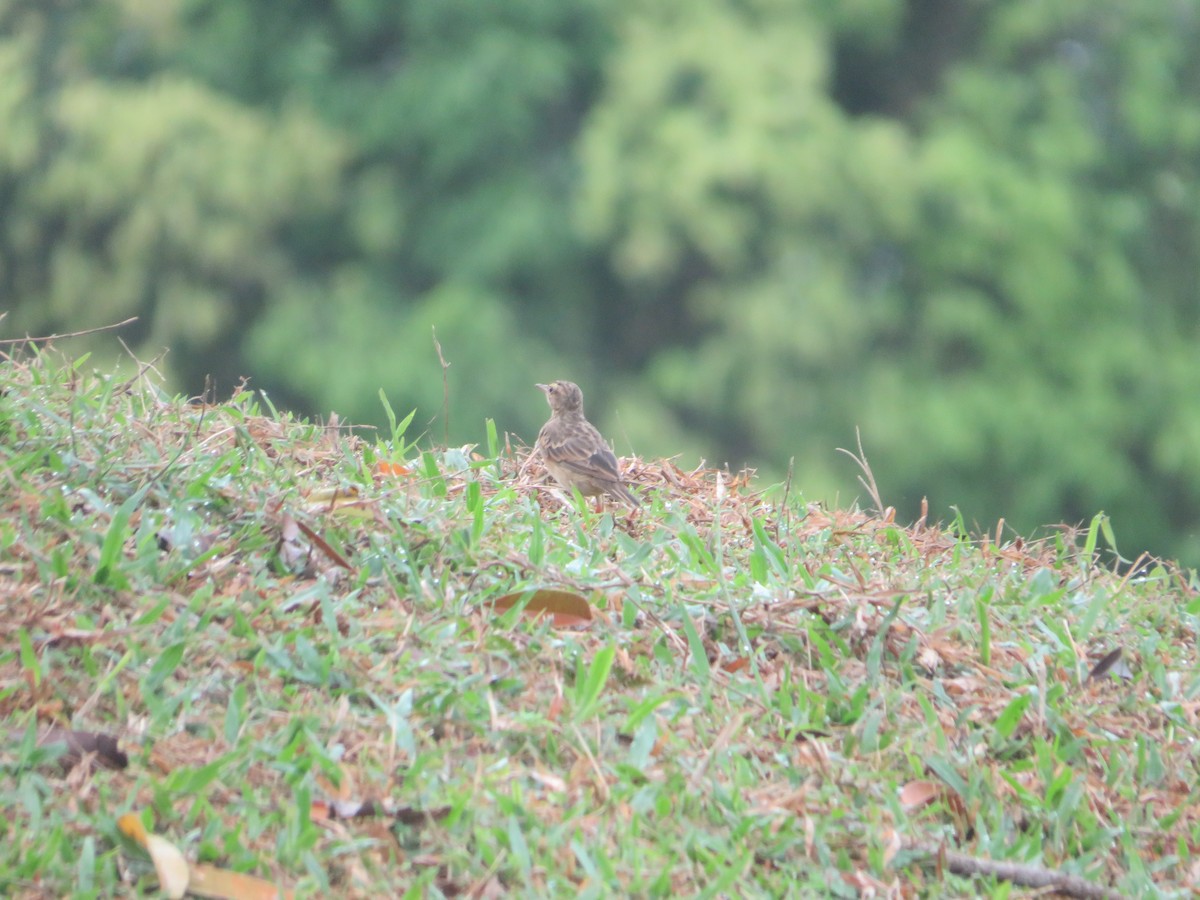 Paddyfield Pipit - ML623313607