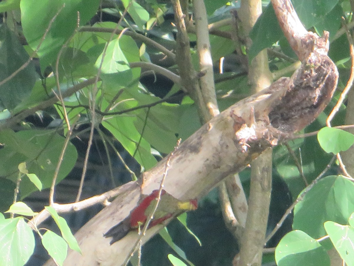 Crimson-winged Woodpecker - Ragupathy Kannan