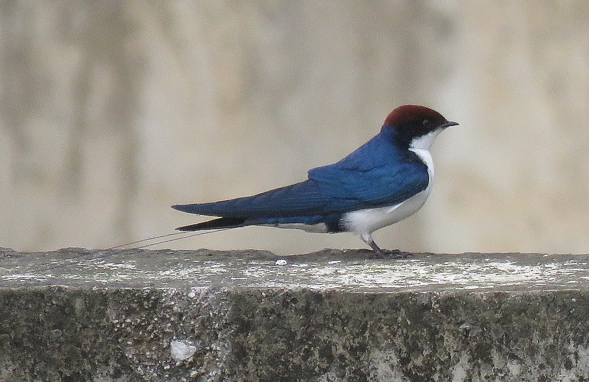 Wire-tailed Swallow - ML623313678