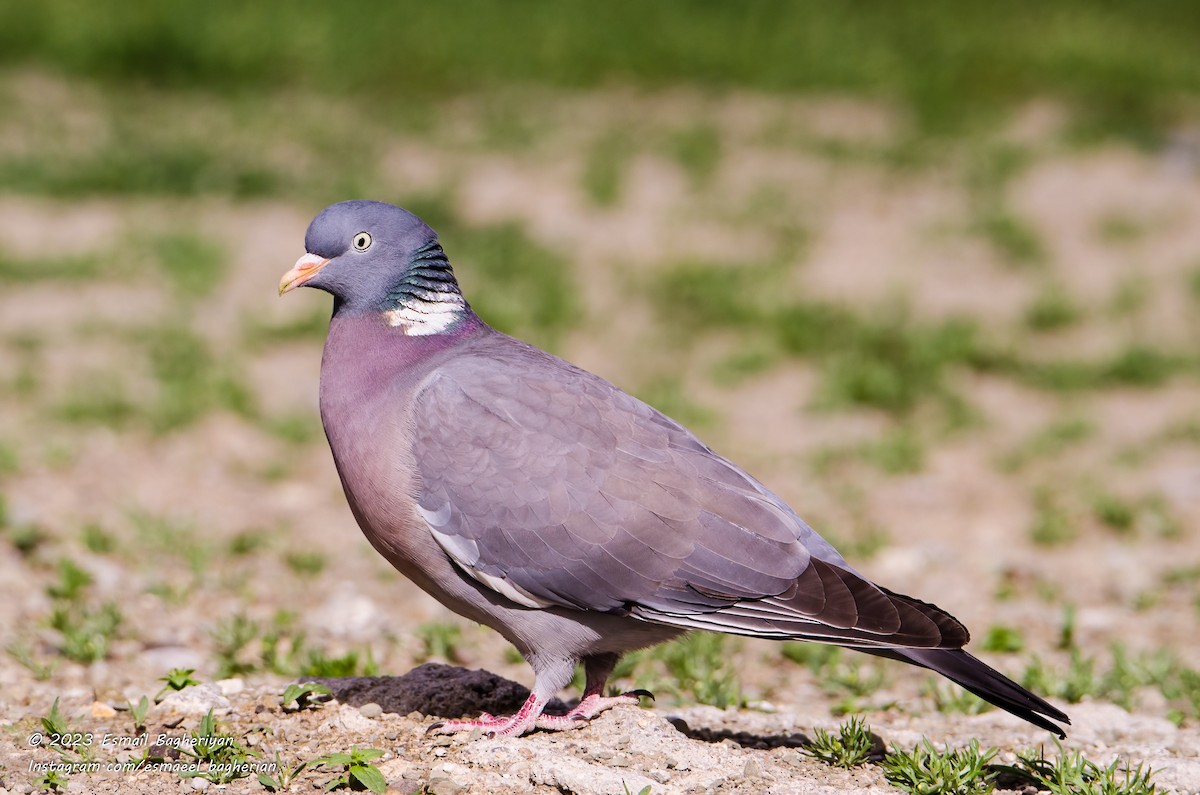 Common Wood-Pigeon - Esmail Bagheriyan