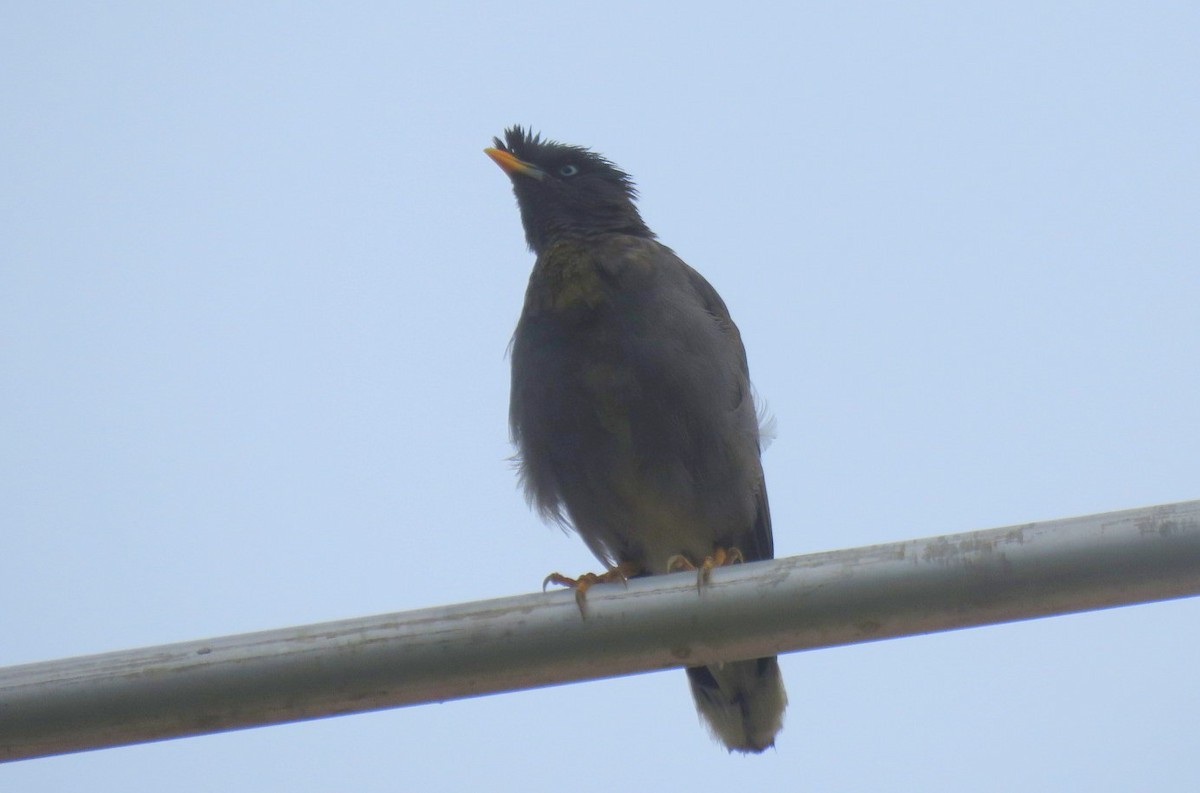 Jungle Myna - ML623313682