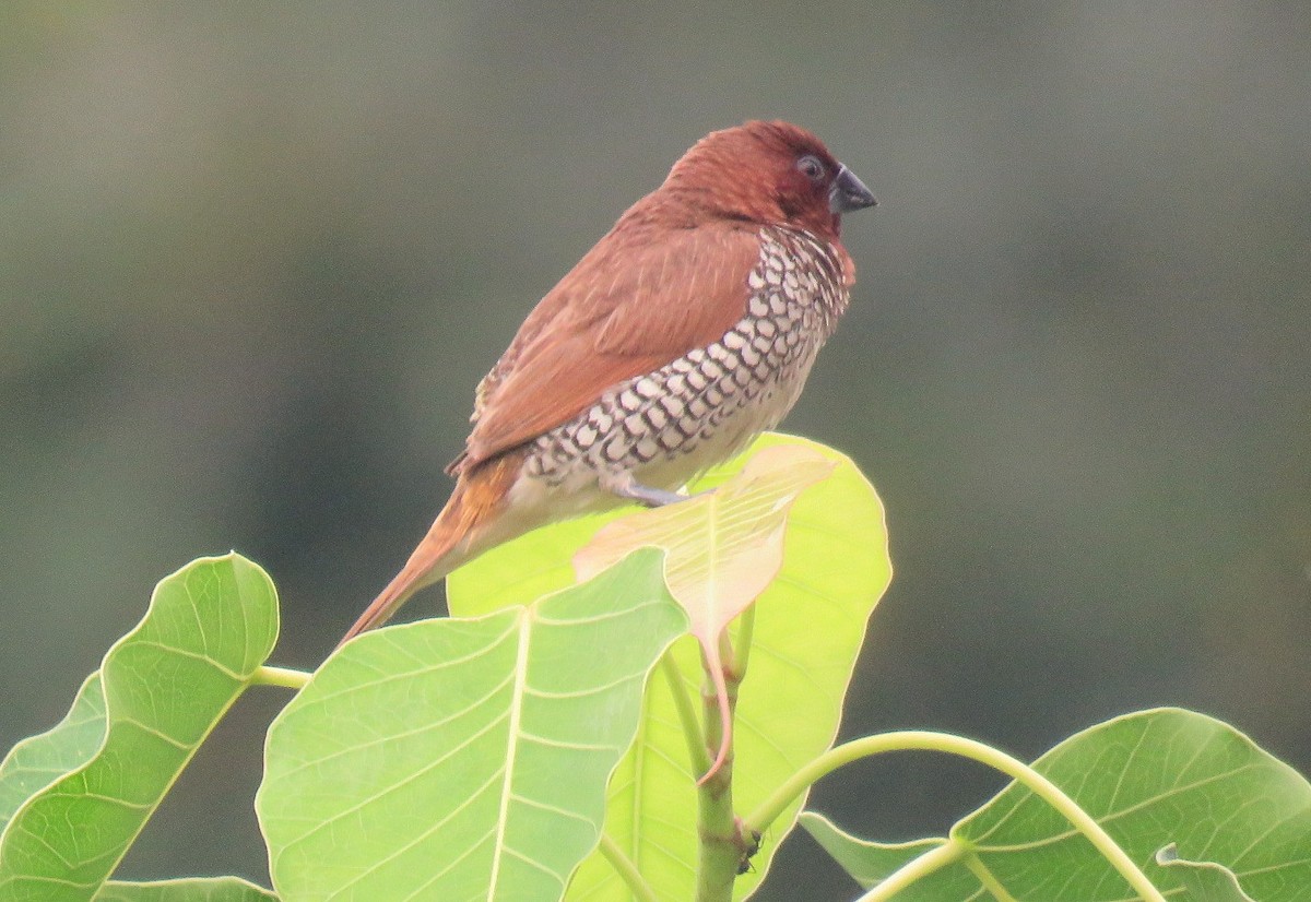 Scaly-breasted Munia - Deepa Mohan