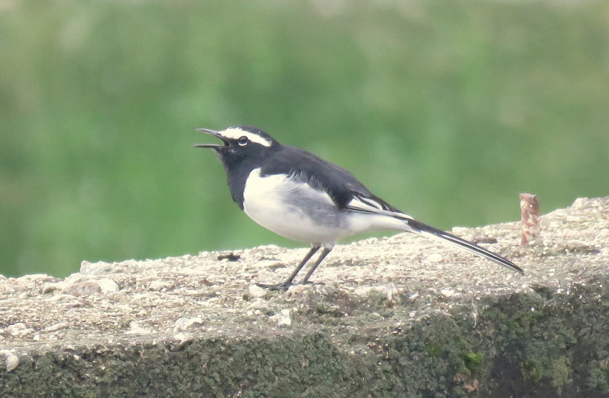 White-browed Wagtail - ML623313688