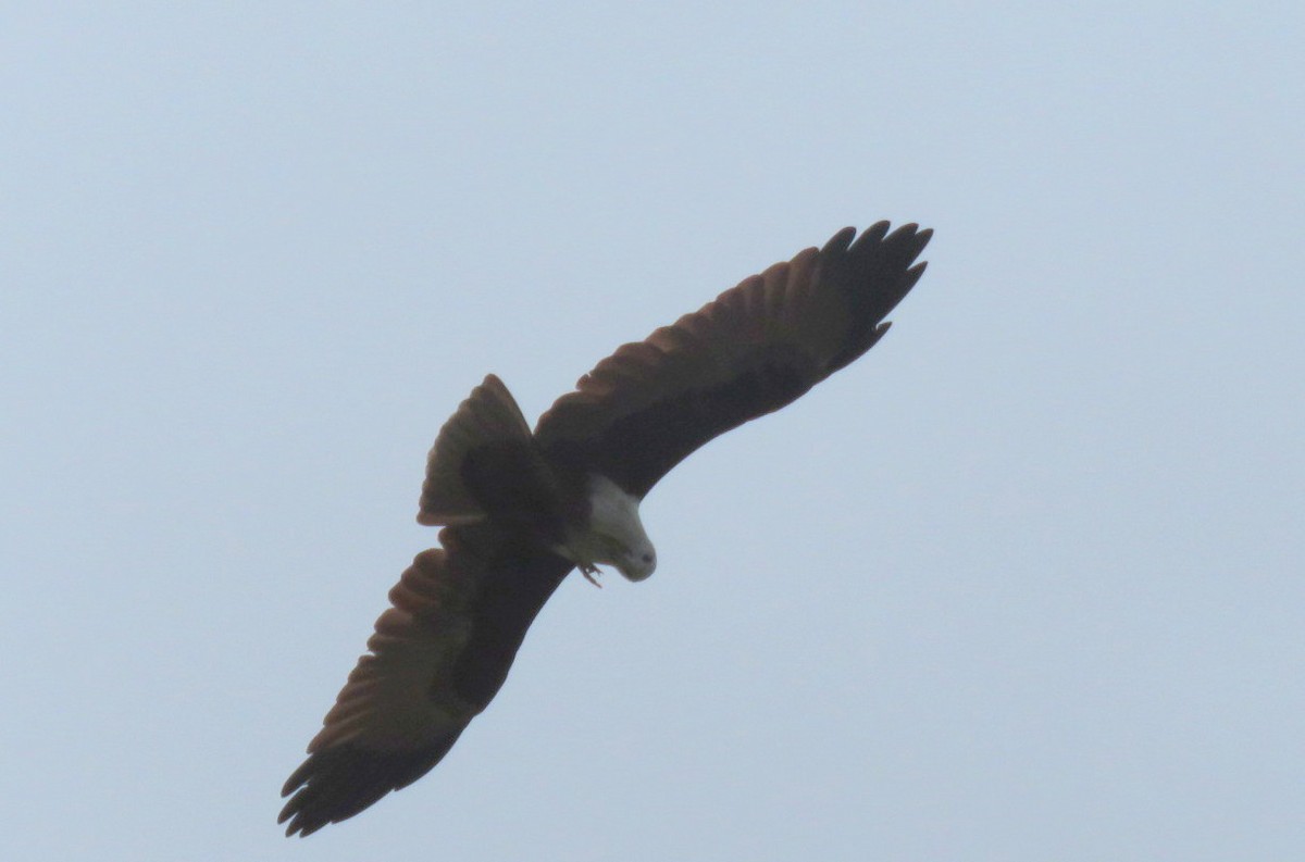 Brahminy Kite - ML623313709