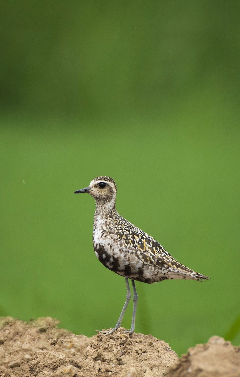 Pacific Golden-Plover - Waseem Bhat