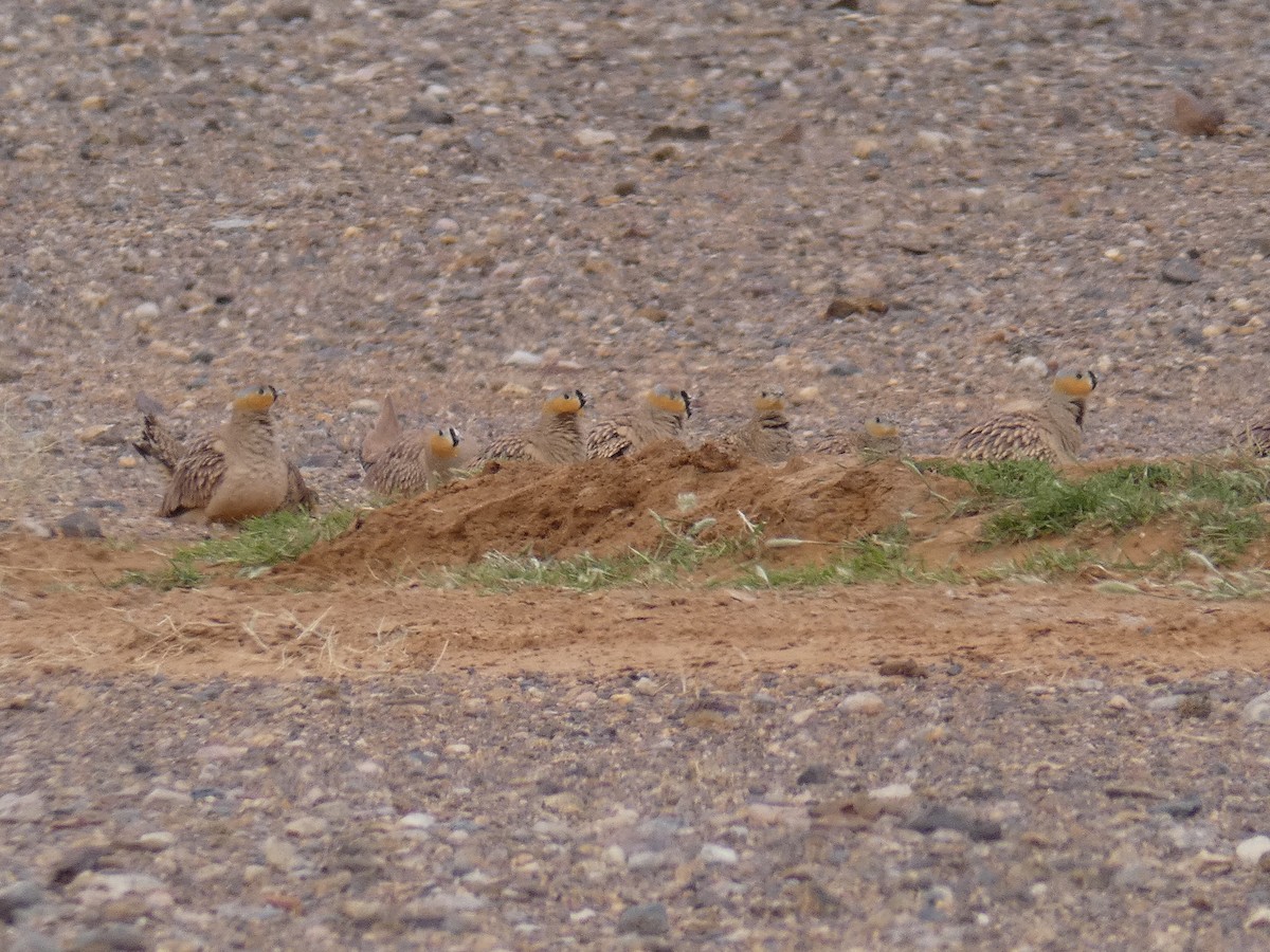 Crowned Sandgrouse - Cathryn Pritchard