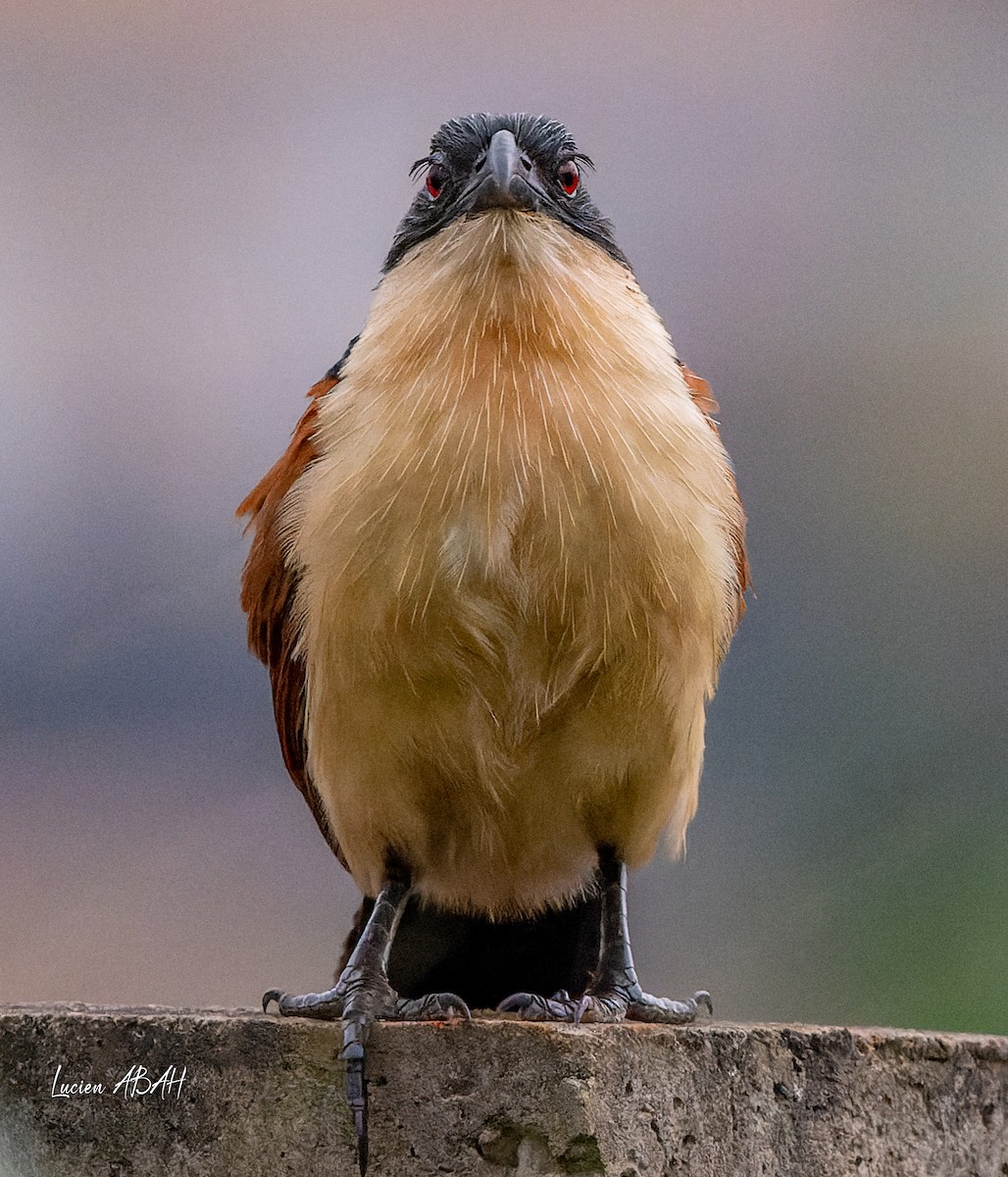 Blue-headed Coucal - ML623313830