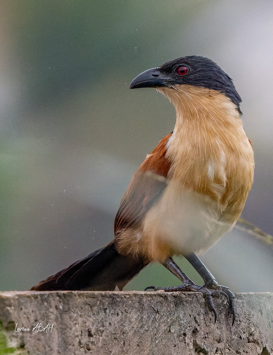 Blue-headed Coucal - ML623313831