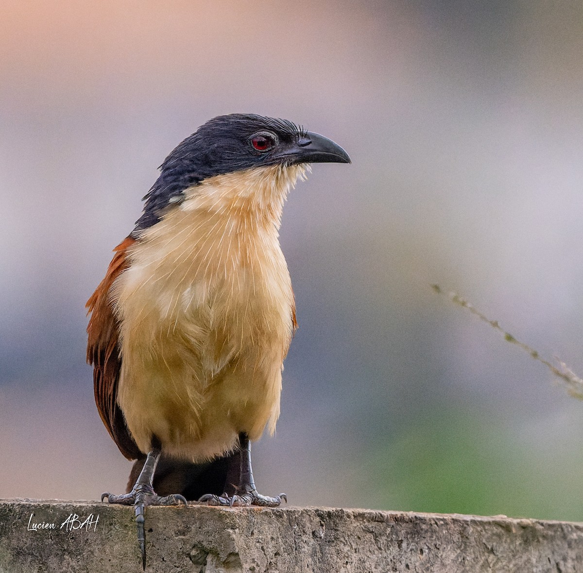 Blue-headed Coucal - ML623313833